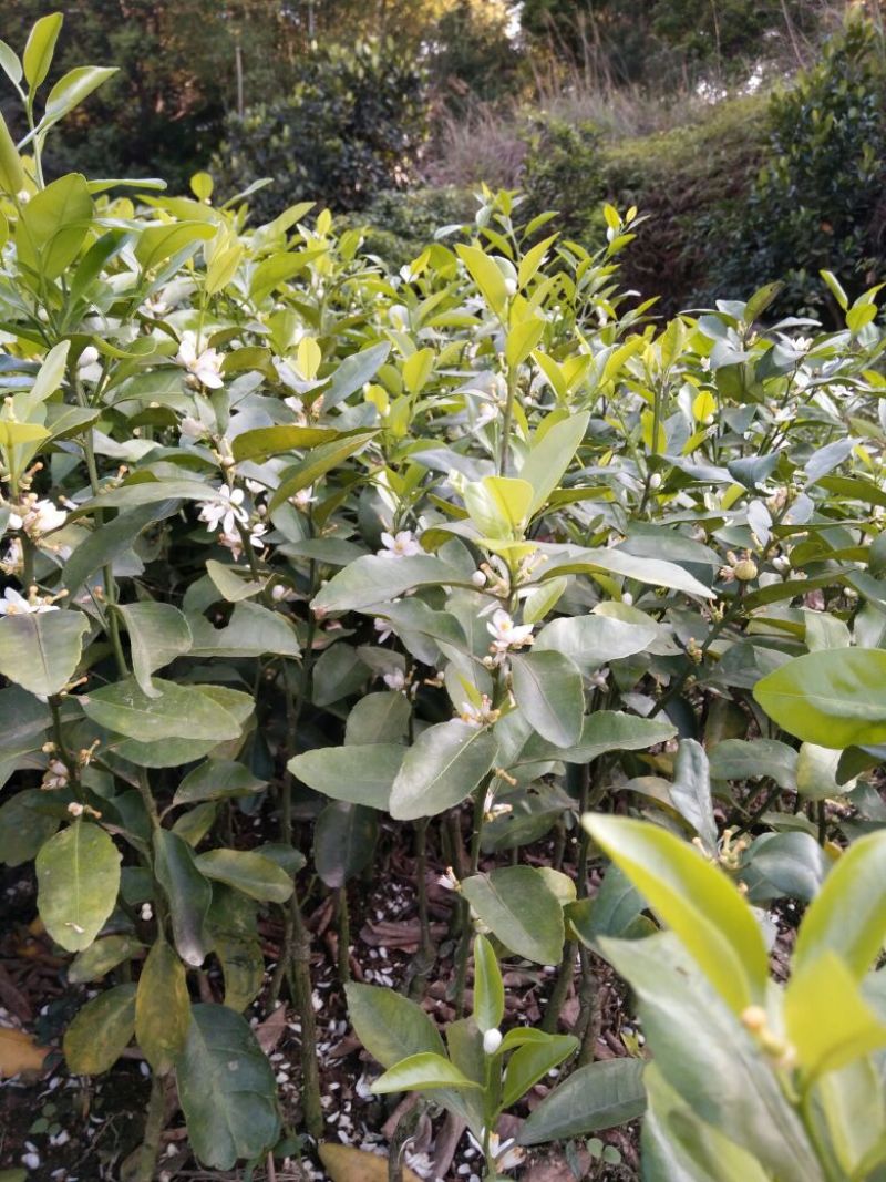 沙糖桔苗30~50cm