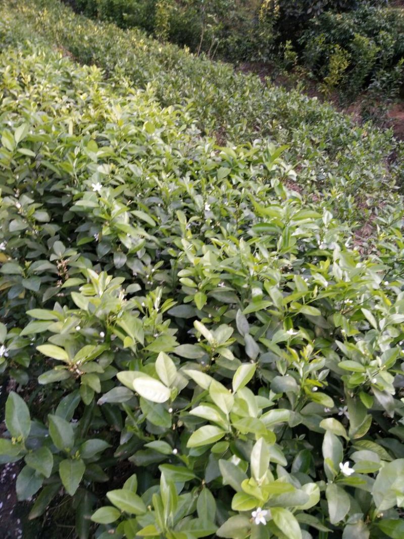 沙糖桔苗30~50cm