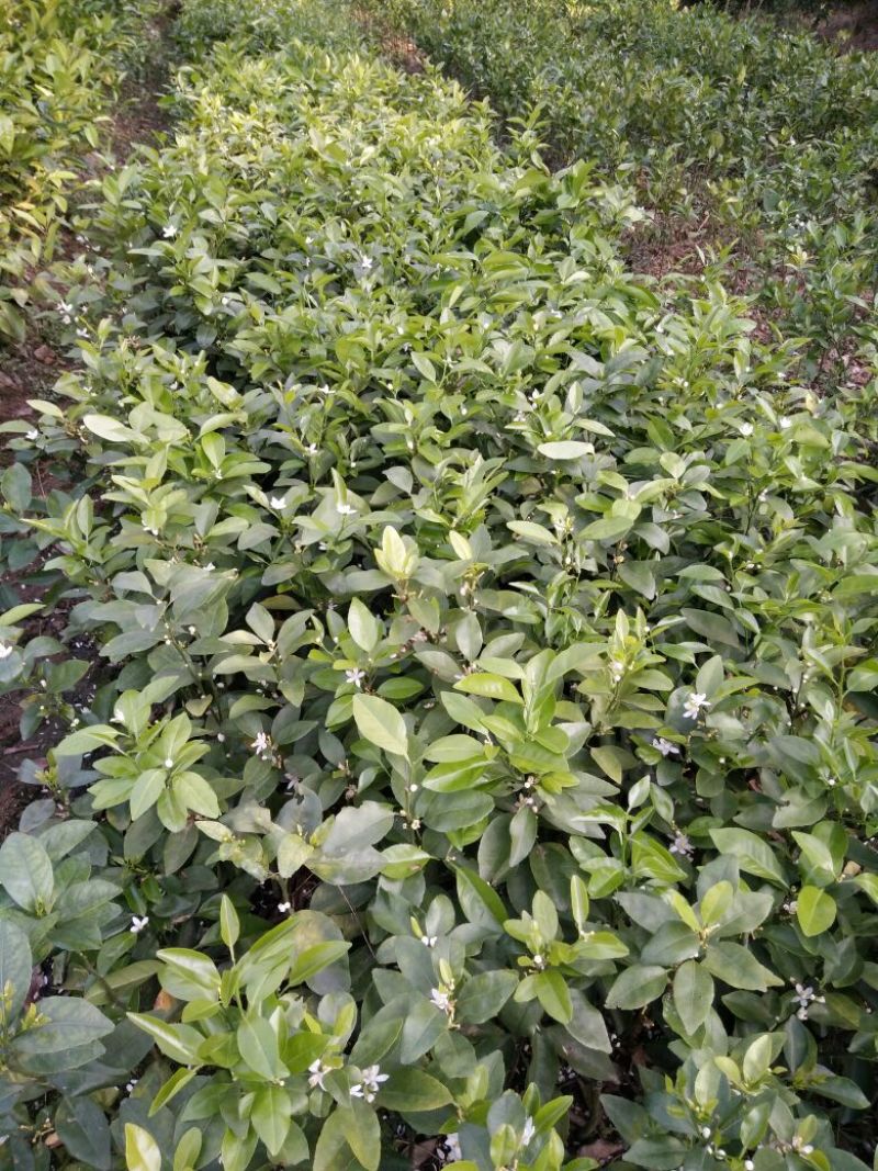 沙糖桔苗30~50cm