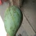 芒果苗1m以下