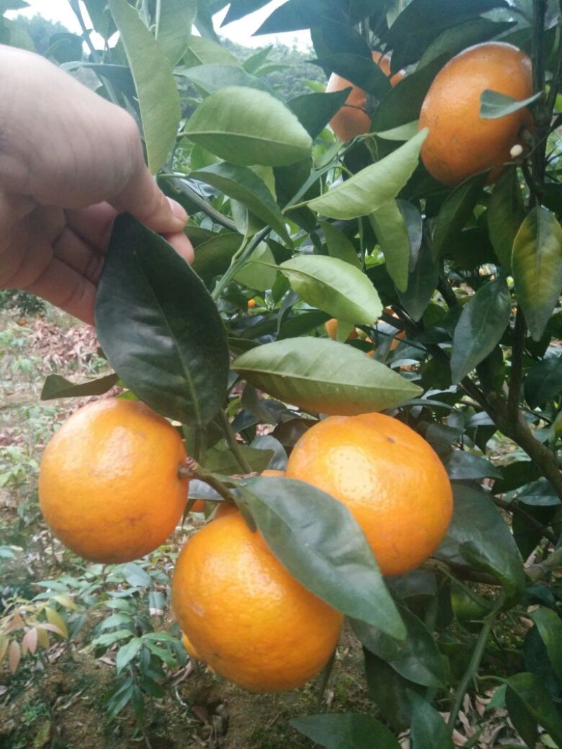 沃柑苗30~50cm