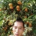 沃柑苗30~50cm