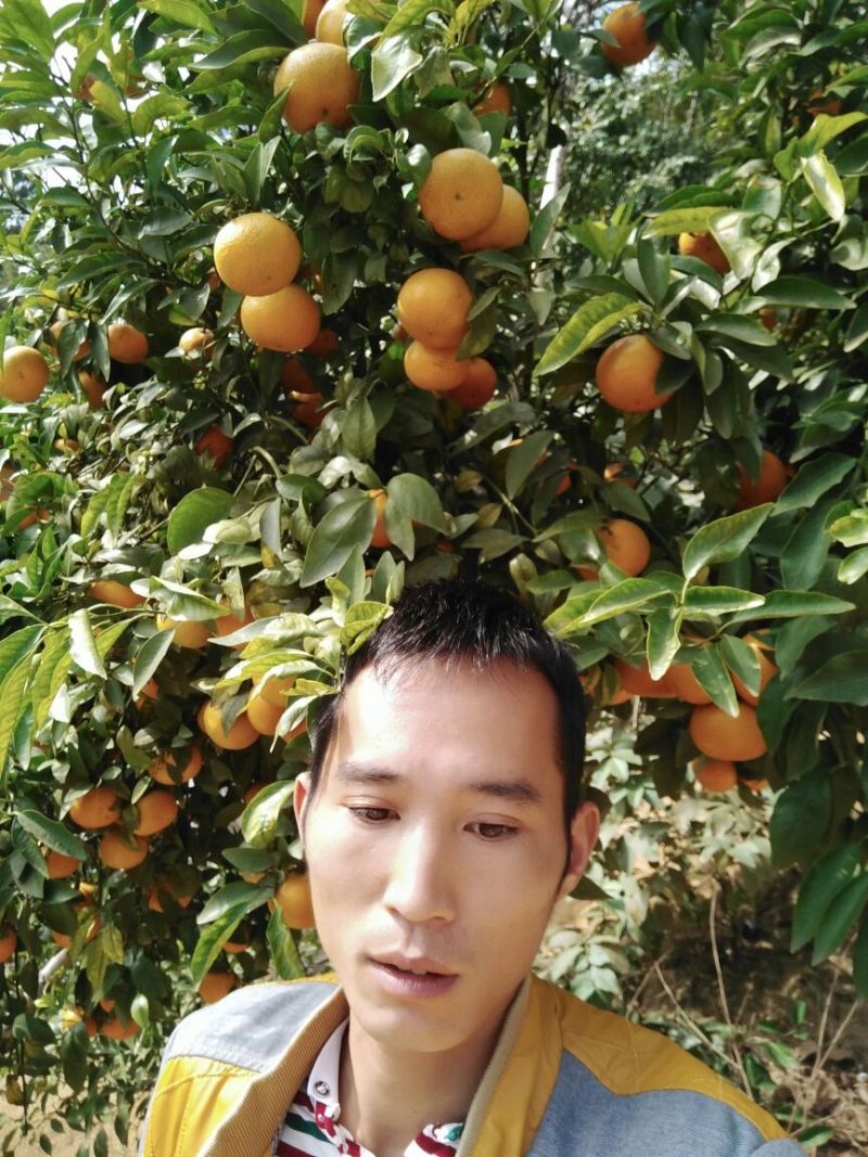 沃柑苗30~50cm