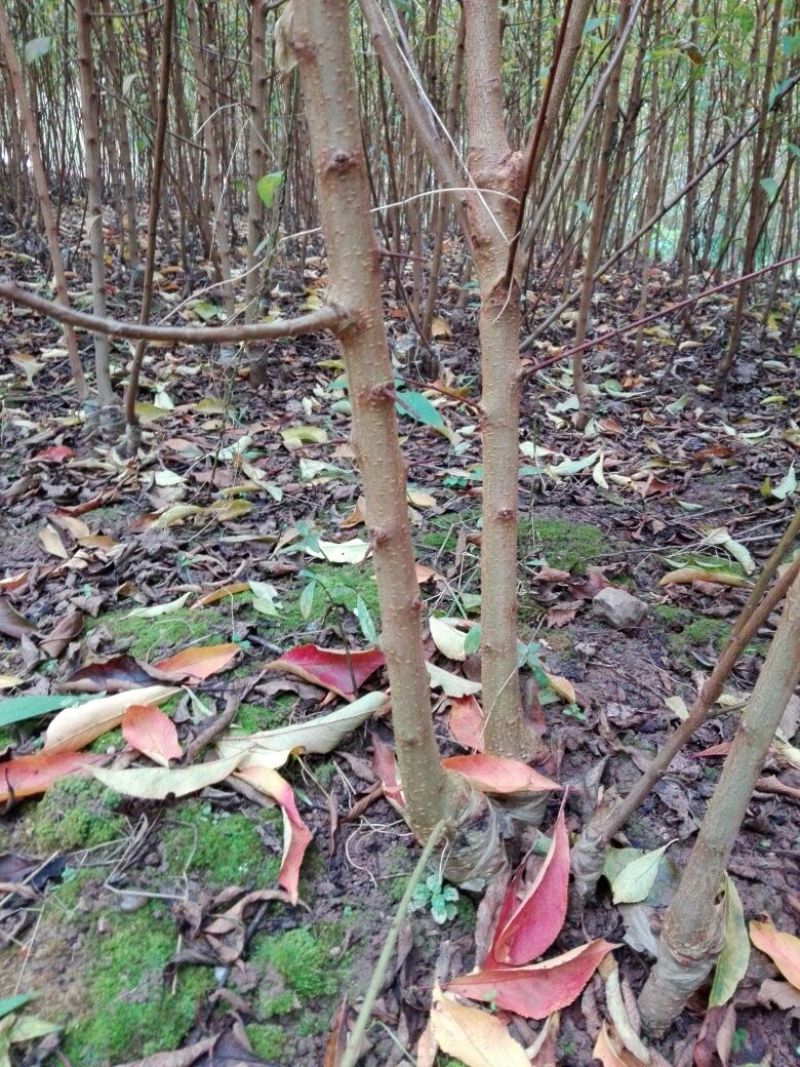 蜂糖李子苗100~150cm