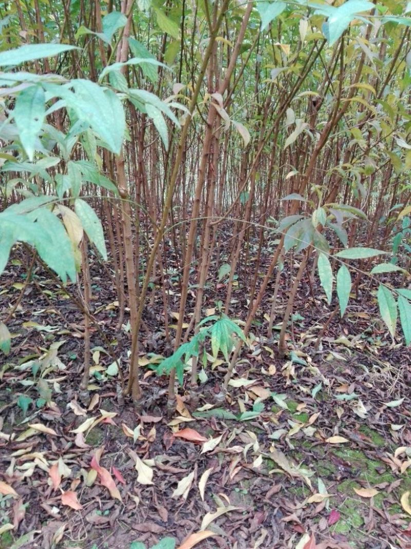 蜂糖李子苗100~150cm