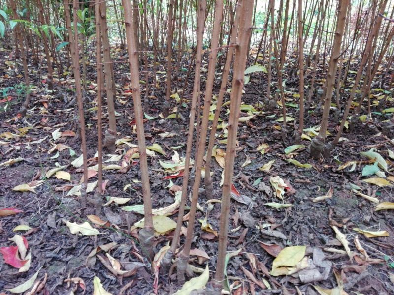 蜂糖李子苗100~150cm