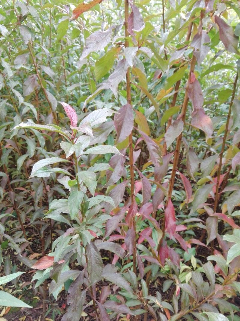蜂糖李子苗100~150cm