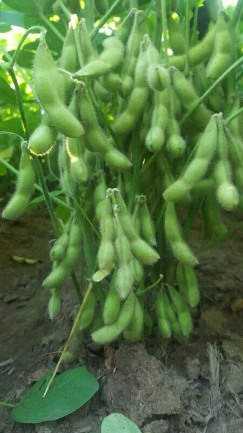 毛豆种子