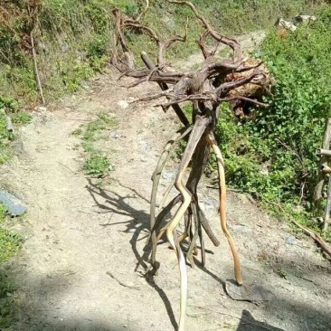 崖柏8~10cm2.5~3米