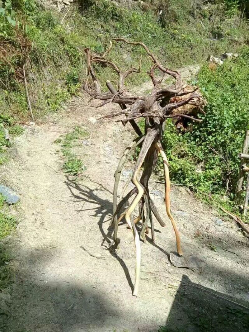 崖柏8~10cm2.5~3米