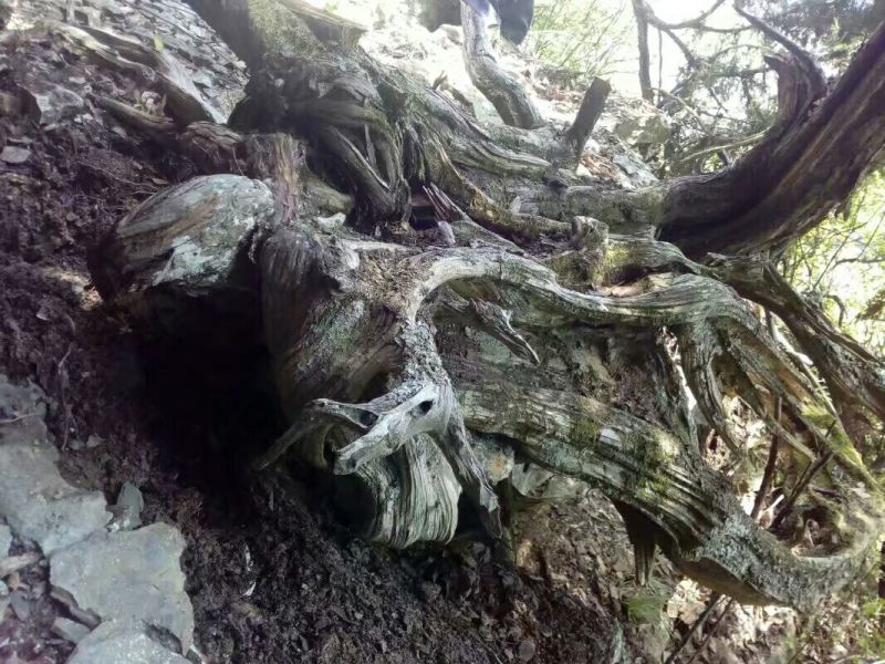 崖柏8~10cm2.5~3米