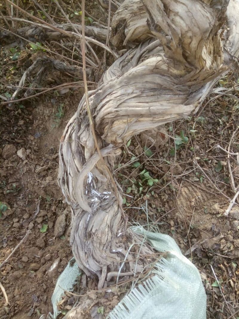金银花1米以下
