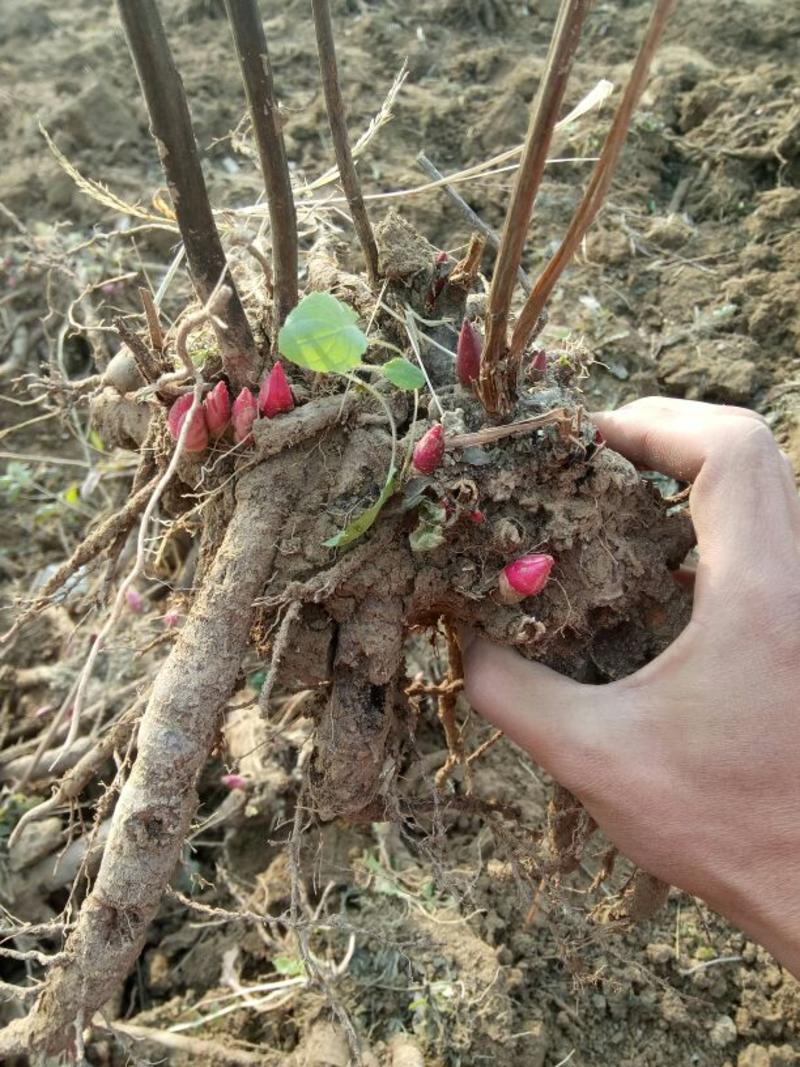 油牡丹苗10cm以下