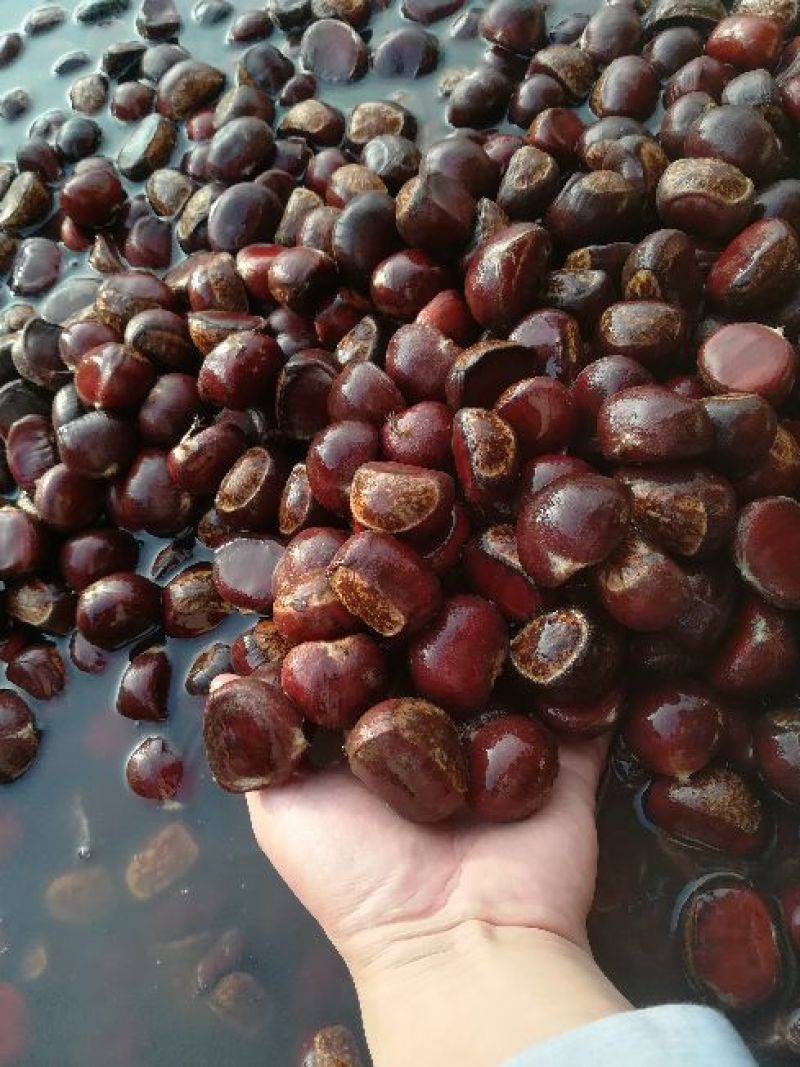 板栗菜栗种特选