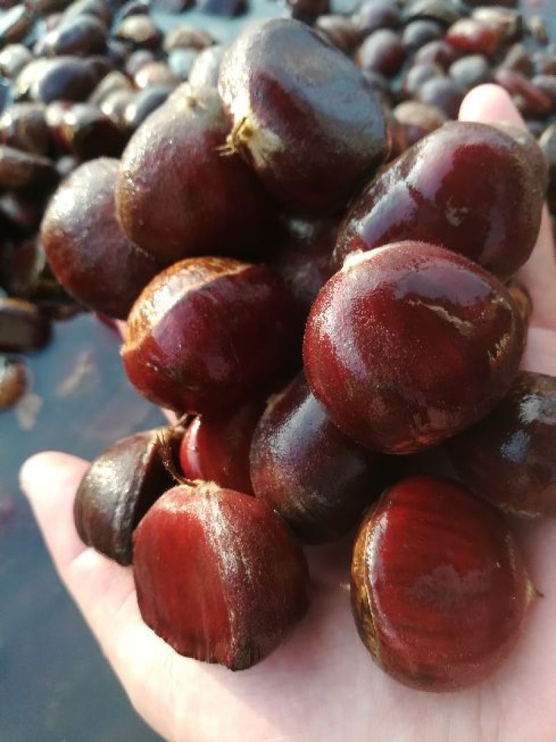 板栗菜栗种特选