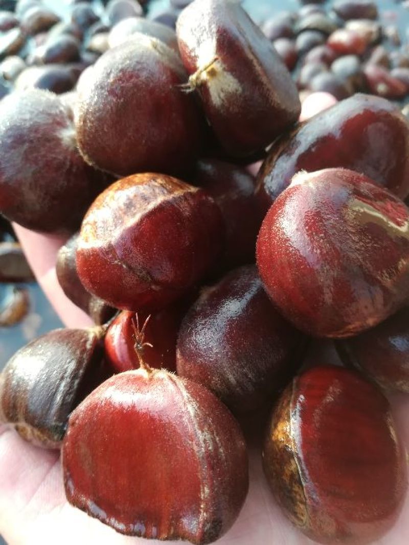 板栗菜栗种特选