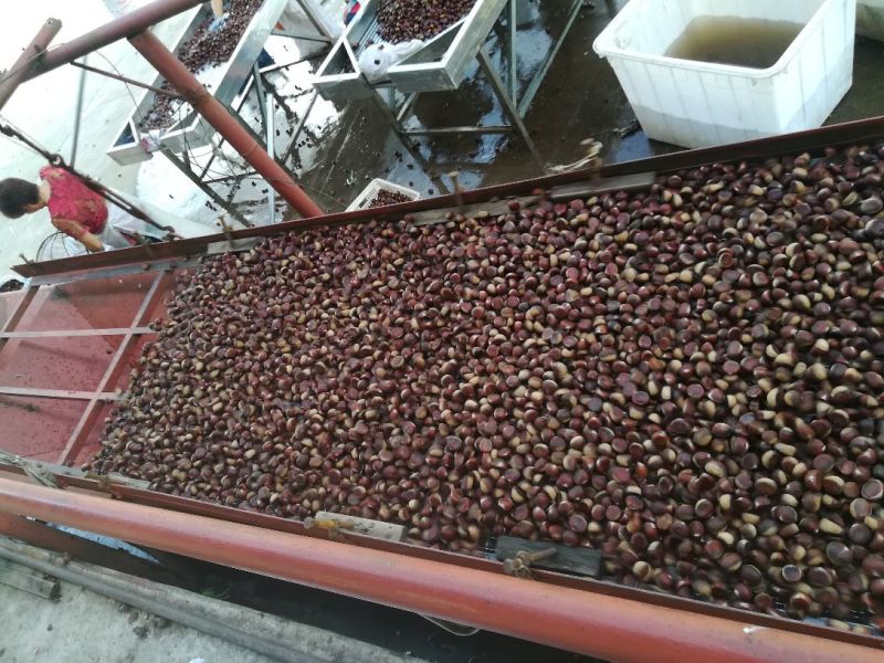 板栗菜栗种特选