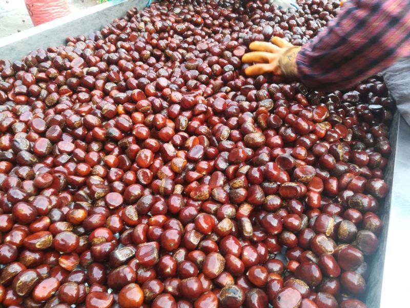 板栗菜栗种特选