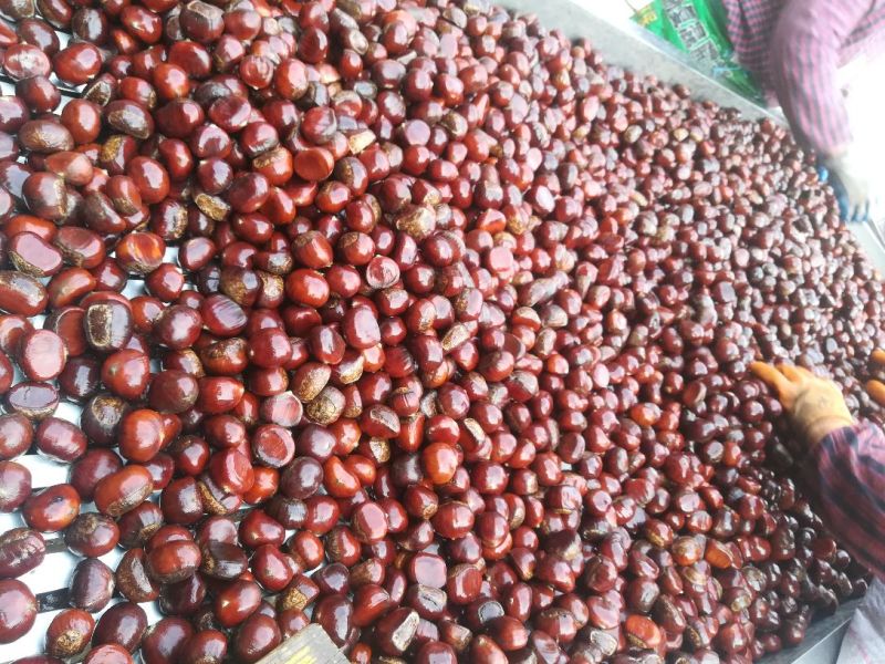 板栗菜栗种特选