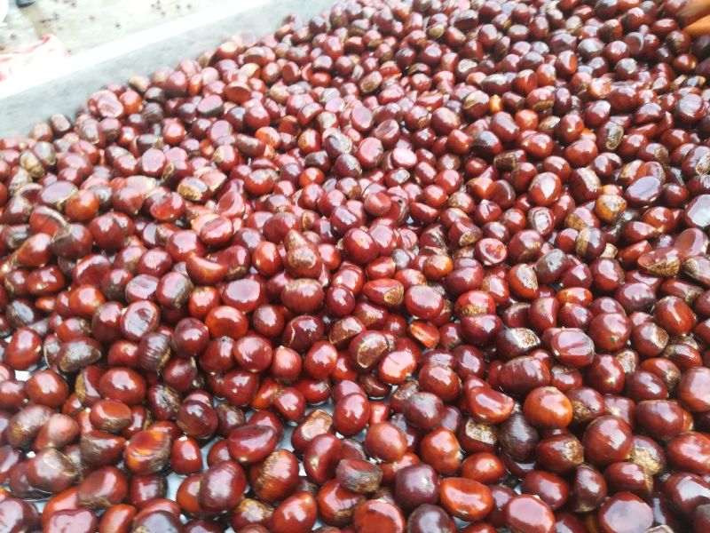 板栗菜栗种特选