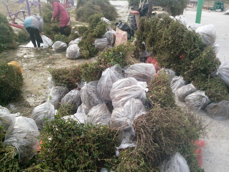 金银花苗道地树型大毛花原产地直供河南封丘高产树型金银花