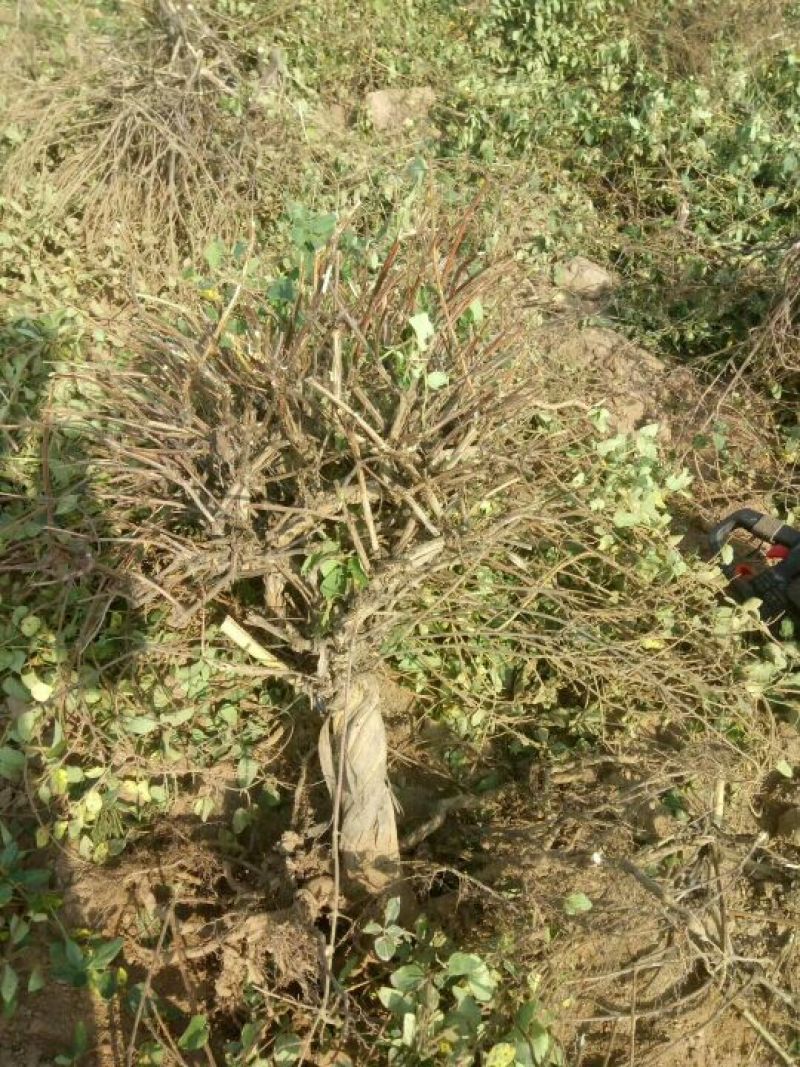 金银花苗道地树型大毛花原产地直供河南封丘高产树型金银花