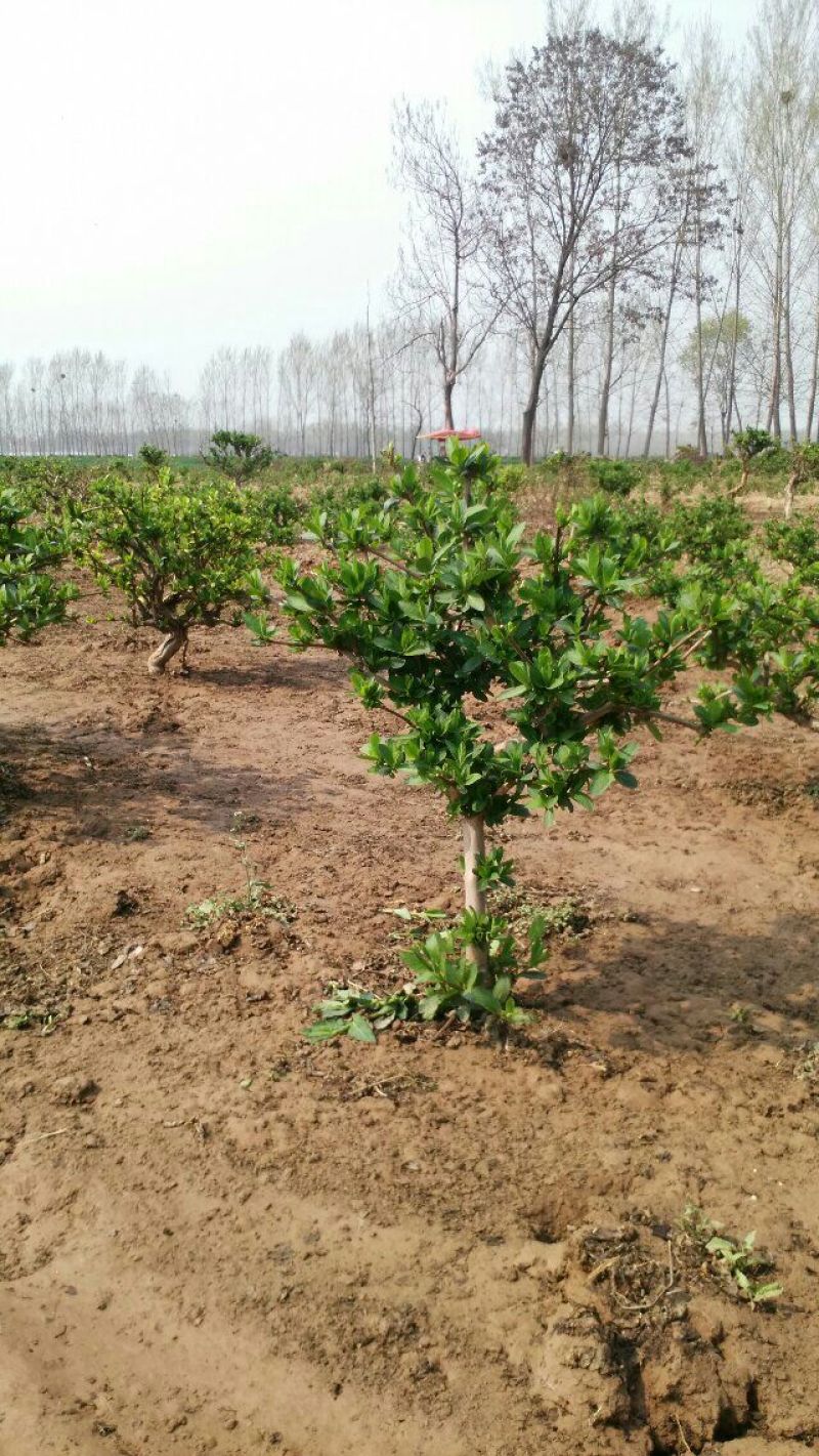 金银花苗道地树型大毛花原产地直供河南封丘高产树型金银花