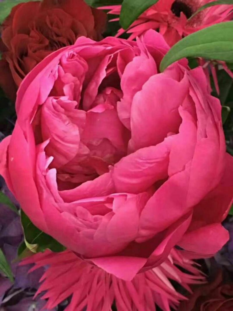 观赏牡丹苗10~20cm