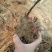 观赏牡丹苗10~20cm