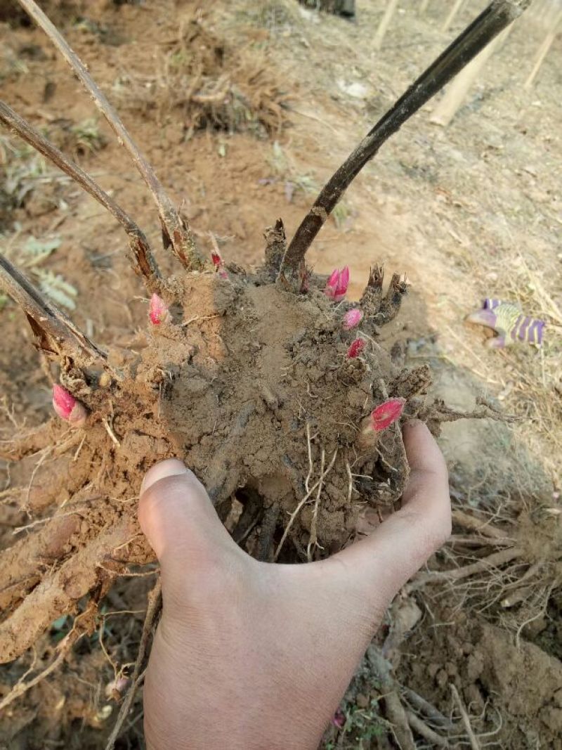 观赏牡丹苗10~20cm