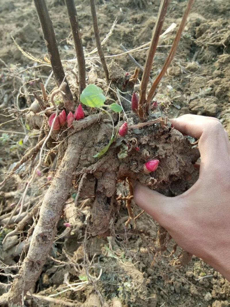 观赏牡丹苗10~20cm