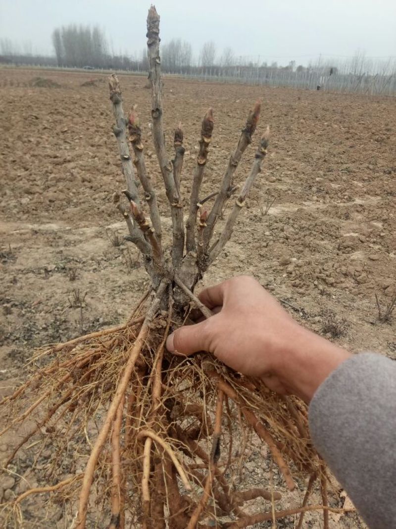 观赏牡丹苗10~20cm