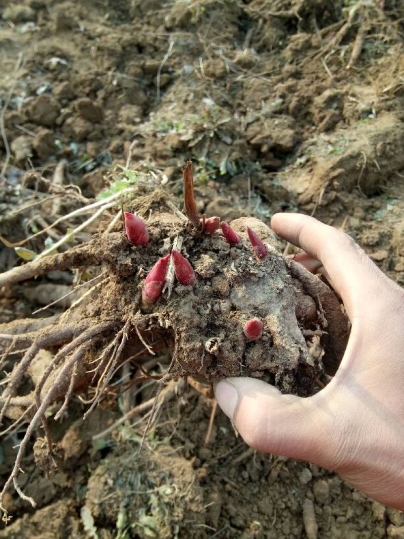 观赏牡丹苗10~20cm