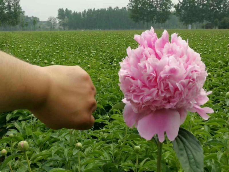 观赏牡丹苗10~20cm
