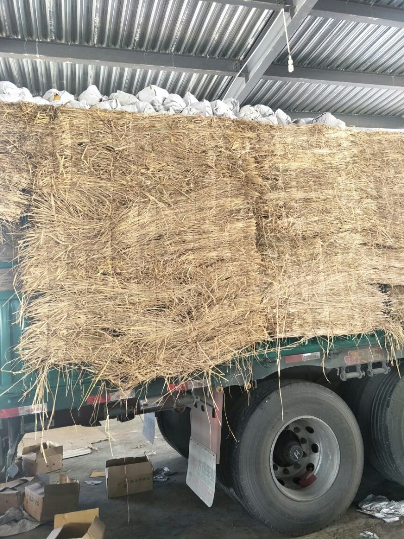 黄蛋哈密瓜4斤以上椭圆形