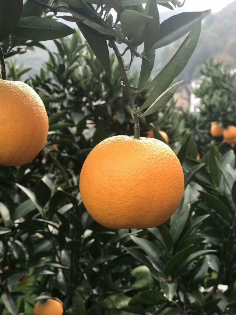 金堂脐橙自产自销！看货采摘放心订购