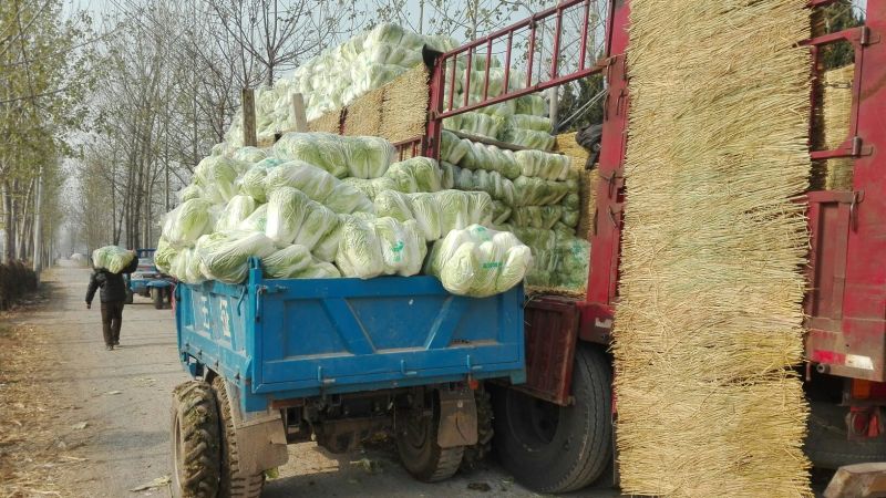 青杂三号白菜净菜毛菜市场货电商货装袋散装