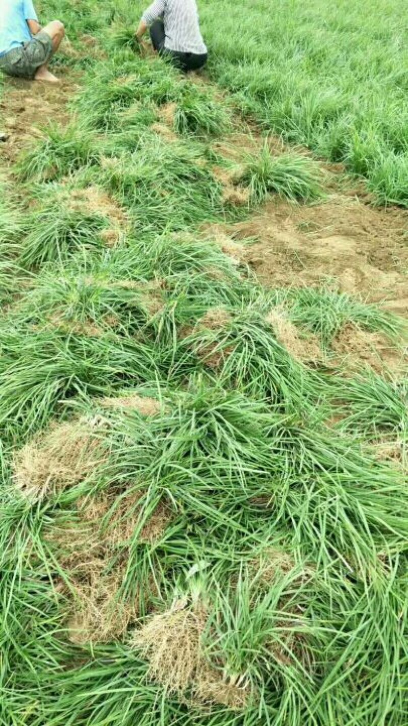 小叶麦冬苗产地一首货量大从优欢迎咨询订购