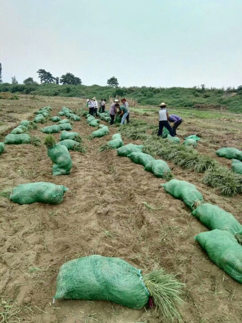 小叶麦冬苗产地一首货量大从优欢迎咨询订购