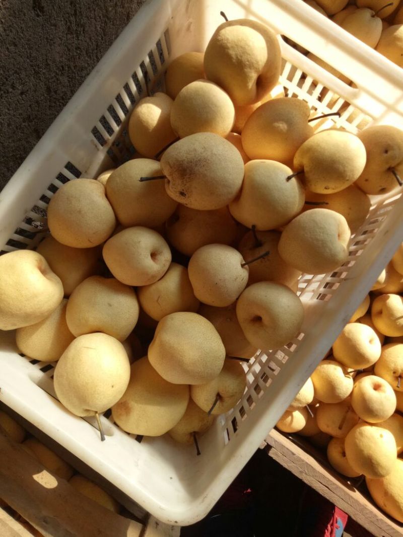 酥梨纸袋250~300g贡梨二等梨无坏果