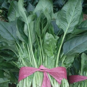 菠菜25~30厘米