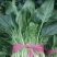 菠菜25~30厘米