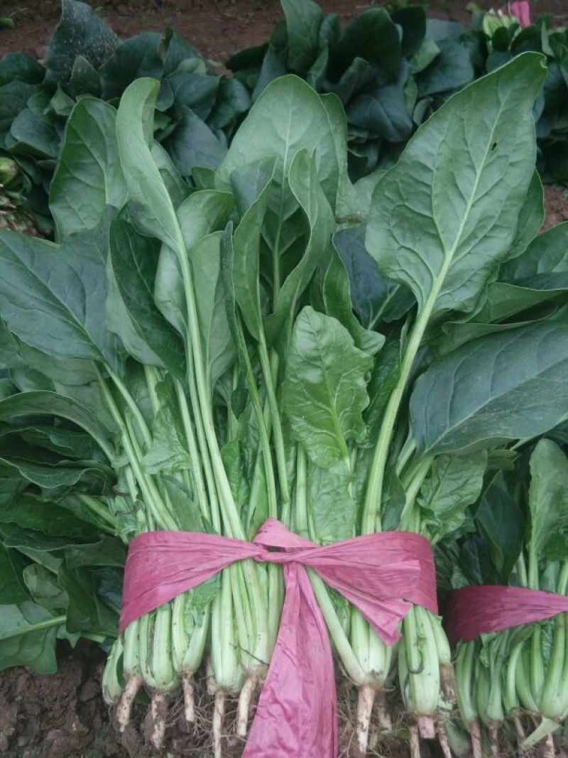 菠菜25~30厘米