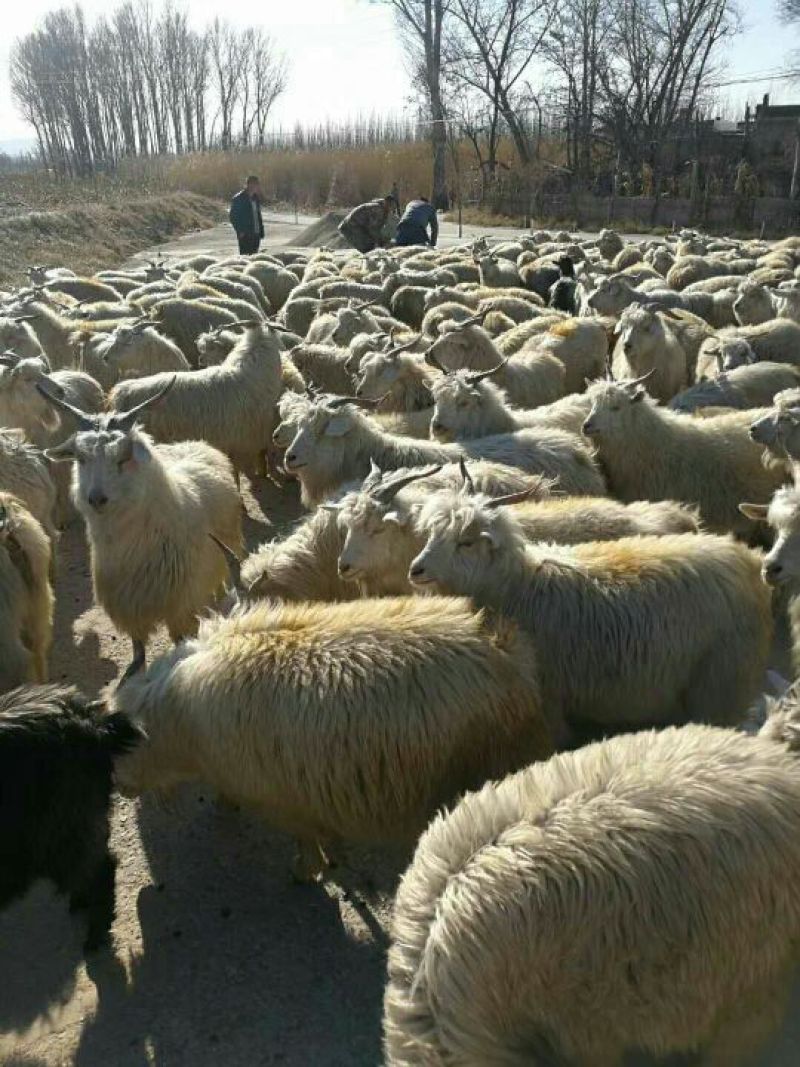 肉羊