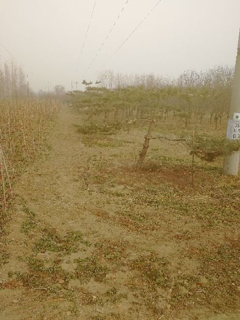景观榕树18~20cm