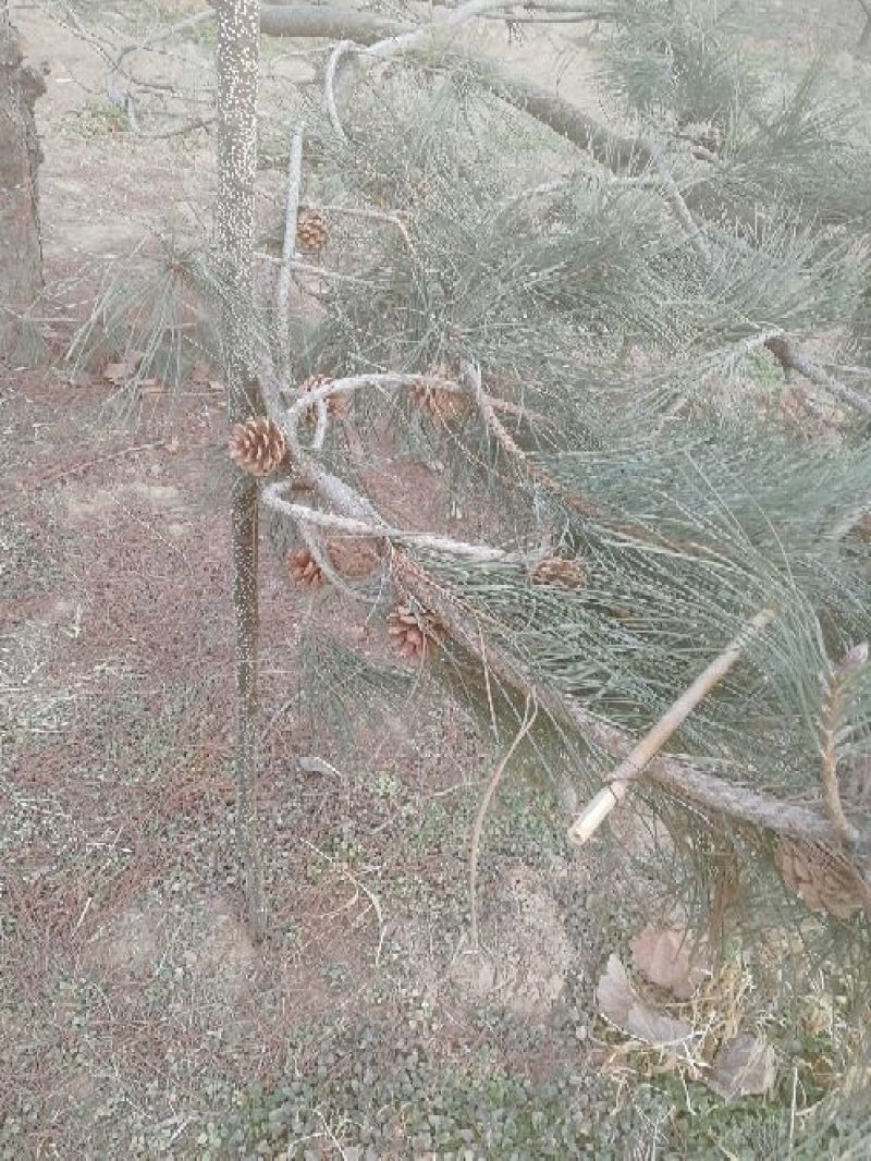 景观榕树18~20cm