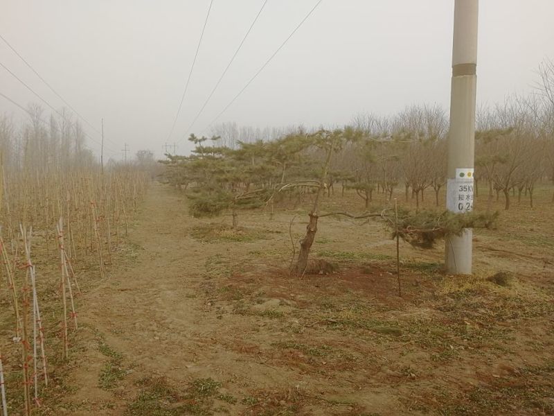 景观榕树18~20cm