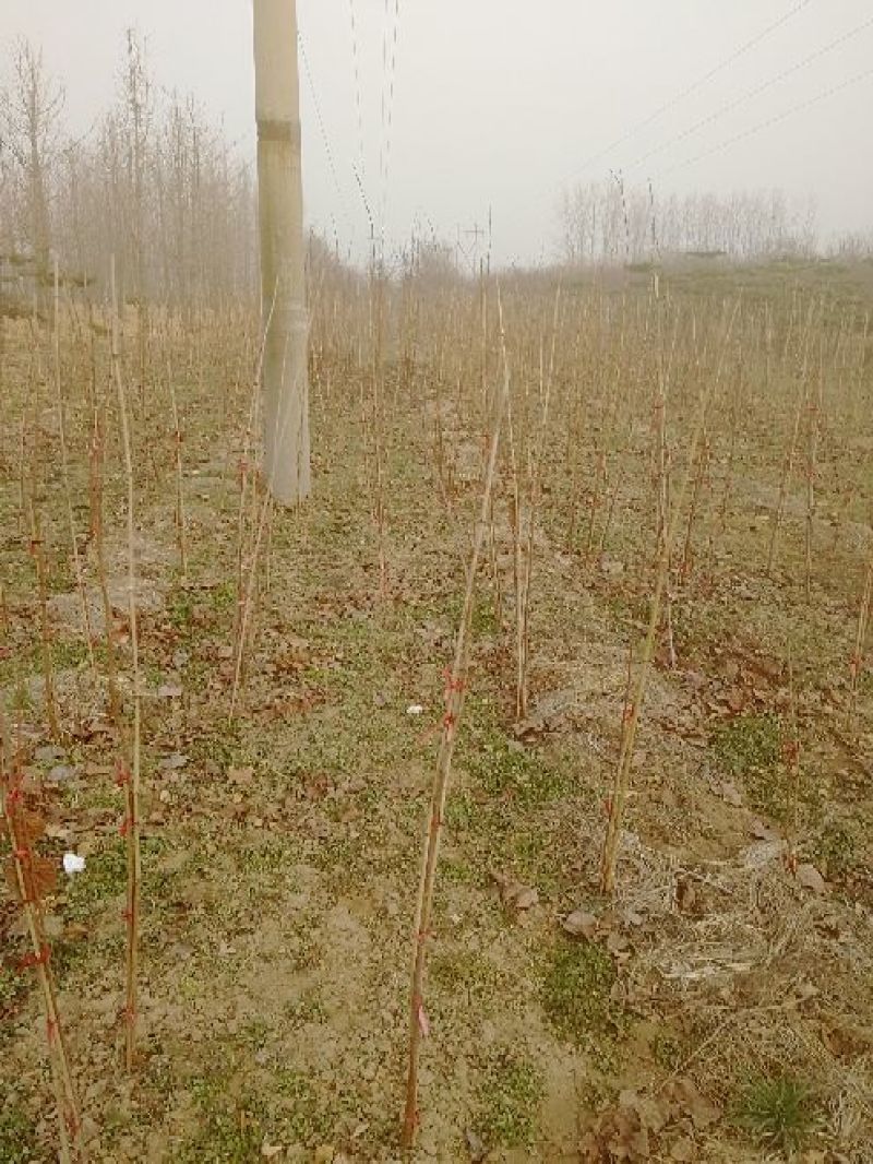 景观榕树18~20cm
