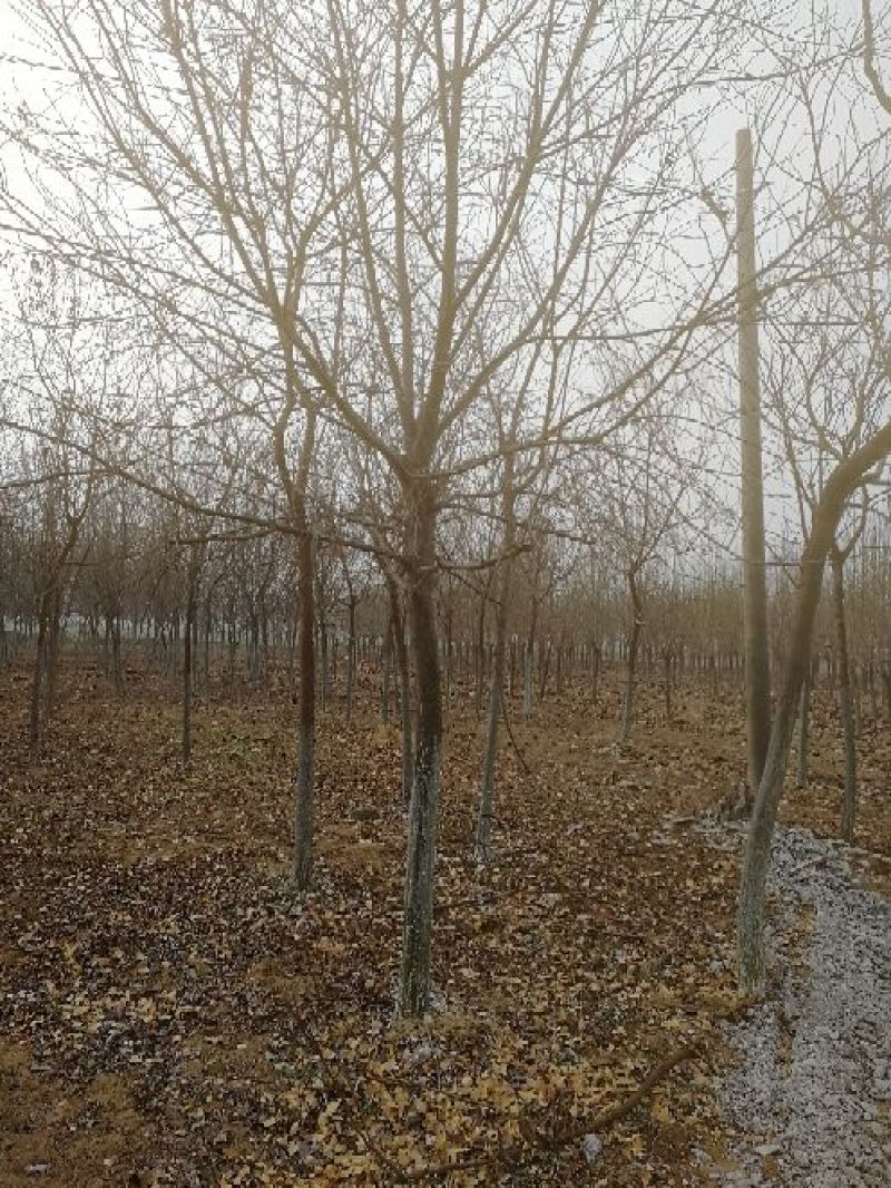 景观榕树18~20cm