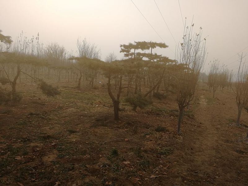 景观榕树18~20cm